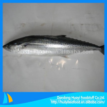 Freshest and good qualtiy spanish mackerel for sale